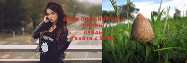 прущие грибы Дмитриев